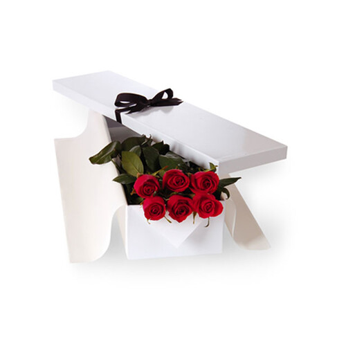Premiumrosen in rot