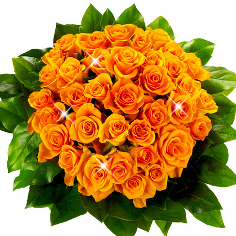 Orange Rosen im Bund
