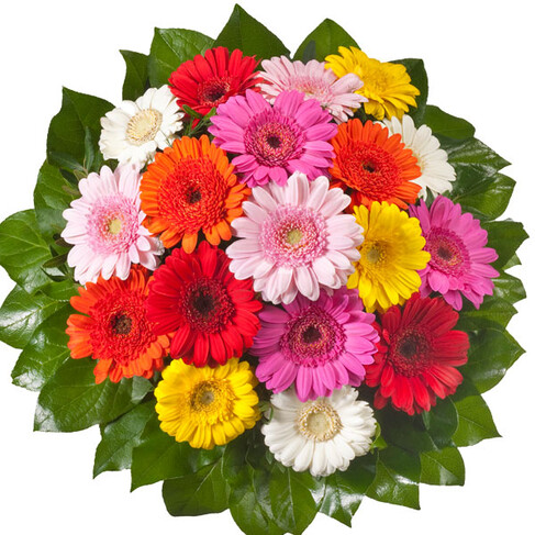 Wei&szlig;er Rosenstrau&szlig;