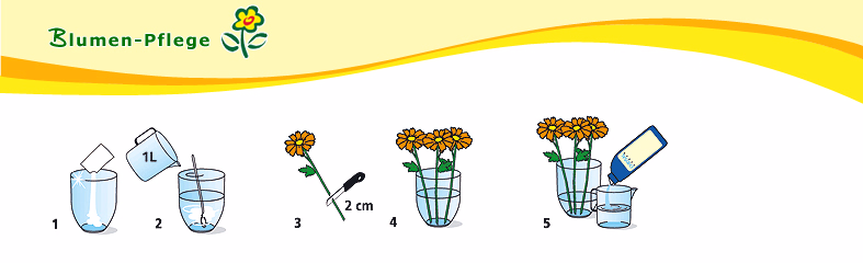 Blumen-Pflege Blumen-Pflege