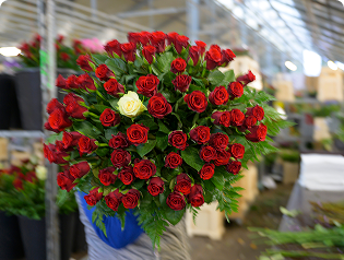 Frisch angelieferte Blumen im Wareneingang