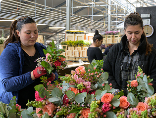 Floristinnen binden einen Strauß von Hand