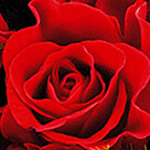 Individual red roses with vase
