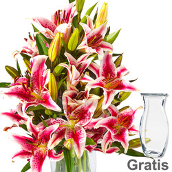 10 rosa Stargazer Lilien 10 rosa Stargazer Lilien