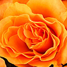 Oranger Rosenstrauß mit Vase