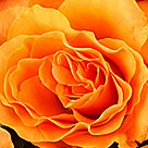 Individual orange roses with vase