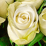 Individual white roses with vase