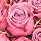 Individual pink roses with vase