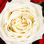 Rosenstrauß mit Vase „Nur für Dich“