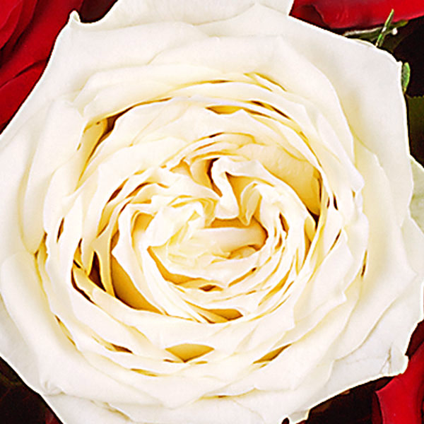 Rosenstrauß mit Vase Nur für Dich