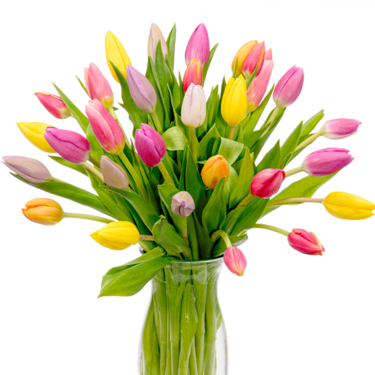 Bunch of tulips