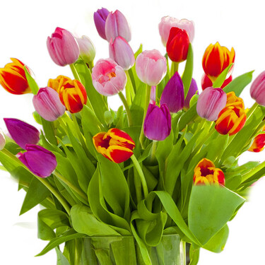 Tulpen im Bund Tulpen im Bund