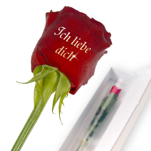 Edelrose mit Golddruck "Ich liebe Dich" Blumen online verschicken