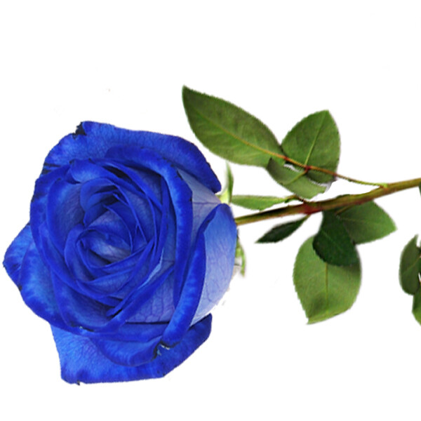 Blaue, langstielige Rose in edler Verpackung Blumen online