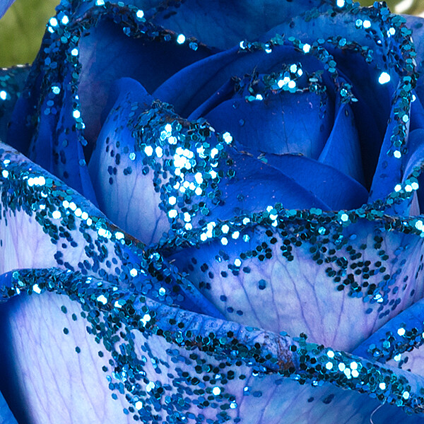 Blaue, langstielige Rose in edler Verpackung Blumen online