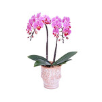 Pinke Orchidee