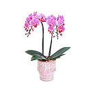 Dark pink Orchid