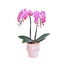 Dark pink Orchid