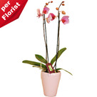 Orchid in a pot