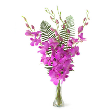 Orchideentraum