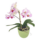 Orchid in a pot
