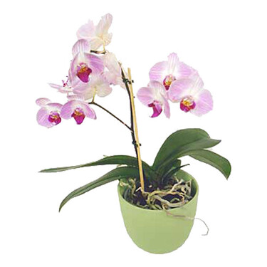 Orchidee im Topf