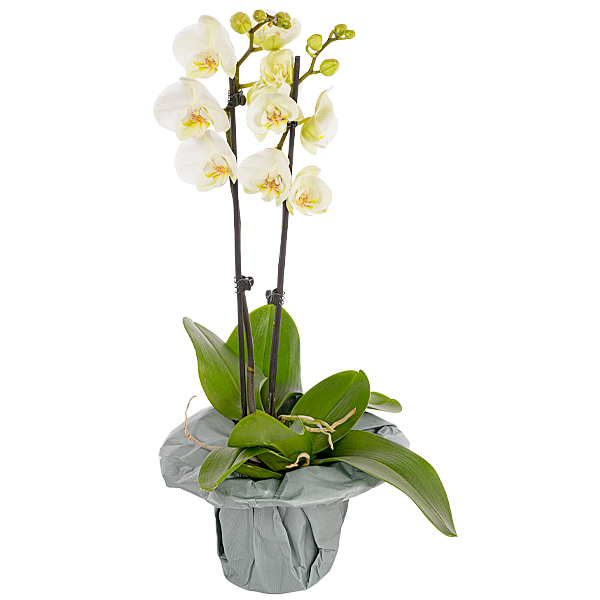 Weiße Orchidee im Topf