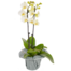 White orchid in a pot