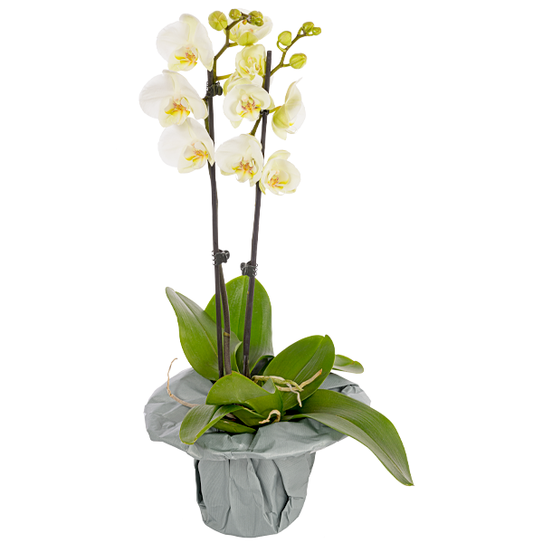 White orchid in a pot