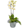 White orchid in a pot