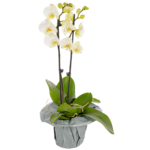 White orchid in a pot