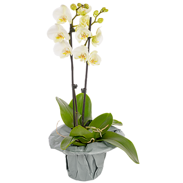 White orchid in a pot