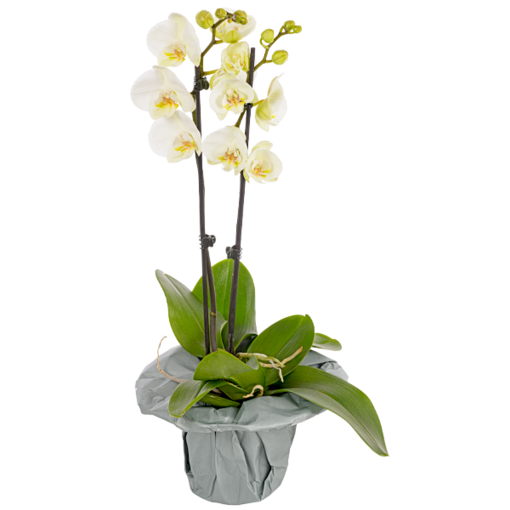 White orchid in a pot