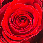Rose Heart Ti Amo