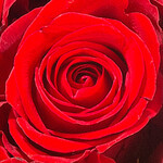 Rosenherz Ti Amo