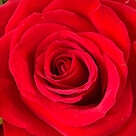 Rosenstrauß mit Vase Rosenpoesie