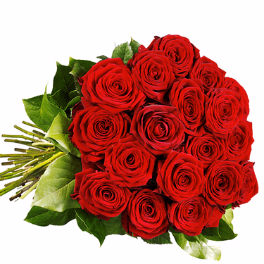 Rote Premiumrosen