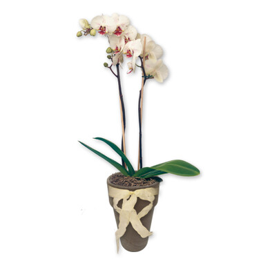 White orchid in a pot