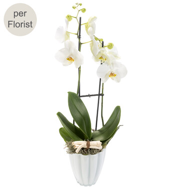 White orchid in a pot