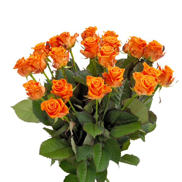 Bouquet of orange roses