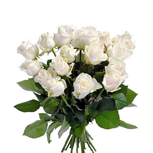 Bouquet of white roses