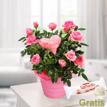 Rosa Rose im Topf mit Ferrero Raffaello Rosa Rose im Topf mit Ferrero Raffaello