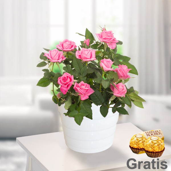 Rosa Rose im Topf mit 2 Ferrero Rocher
