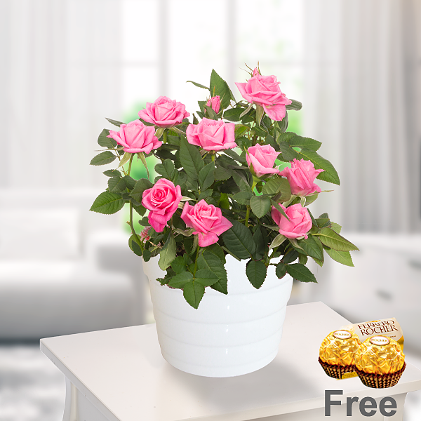 Pink Rose in a pot with 2 Ferrero Rocher
