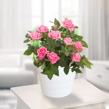 Pink Rose in a pot Pink Rose in a pot