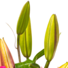 Trauerkranz mit rosa Lilien