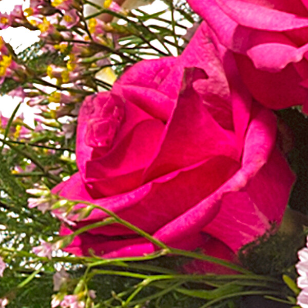 roses