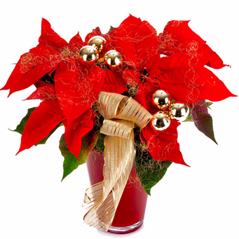 Poinsettia