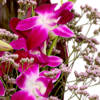 Asiatische Orchideen mit Vase