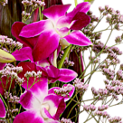 Asiatic Orchids with vase